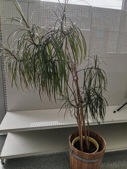 Dracena