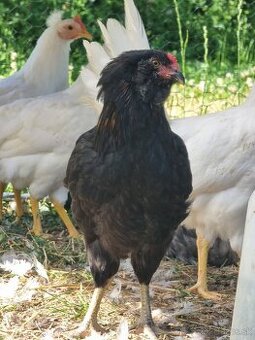 Araucana
