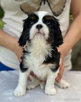 Cavalier king charles španiel s PP