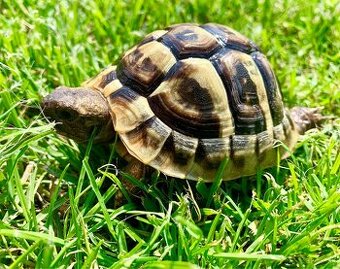 Suchozemská korytnačka - predám
