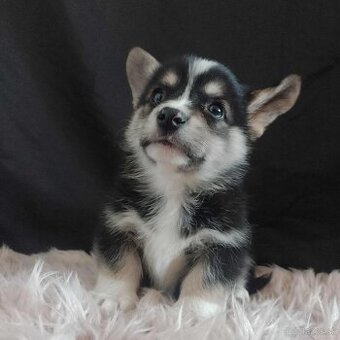 Welsh corgi pembroke