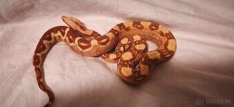 Velhad kralovsky sunglow