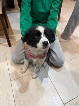 Border kólia šteniatko