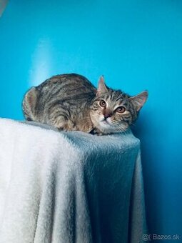 NINA SI HĽADÁ DOMOV VO VNÚTRI