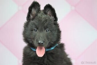 Belgický ovčiak groenendael FCI s PP po šampiónoch