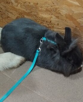 Darujem zajaca do dobrých rúk