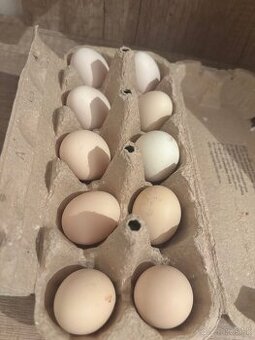 Nasadove vajíčka miflerky - liliputky