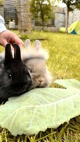 Malé králiky