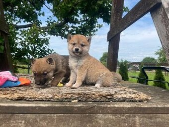 Shiba inu - 1