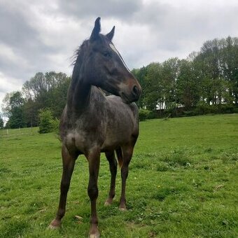 Tříletá klisna Appaloosa