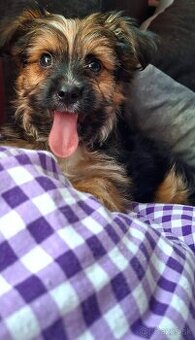 Predám Yorkshire terrier sťeniatko