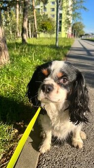 Cavalier