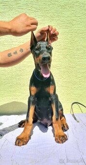 KUPIROVANÉ ŠTENIATKA DOBERMANA S PP FCI