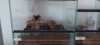 Acanthoscurria geniculata +terarium