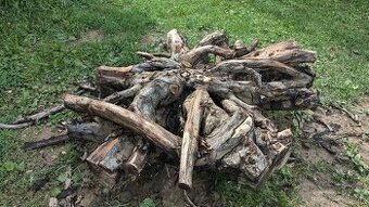 Orechová koreňica (+-150cm)