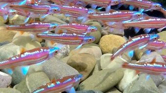 Jalcek dúhový - vhodný aj do jazierka