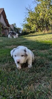 Border kolia- blue merle