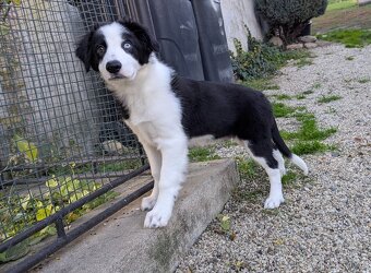 Border kolia- blue merle