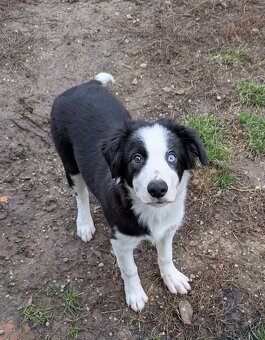 Border kolia- blue merle