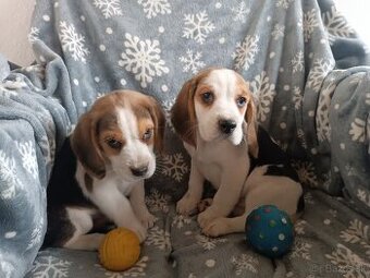 ♥️Bígl Beagle Bigel Bigl šteniatka ♥️