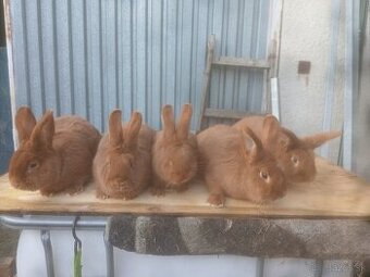 Novozelansky samce a samice