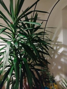 Juka YUCCA vyška 2M