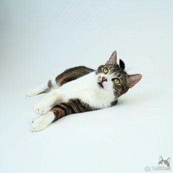 Kocúrik ERVIN hľadá domov - 1