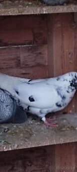 Holuby Piešťanský obor