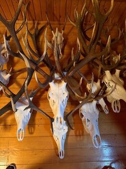 Poľovnícke trofeje