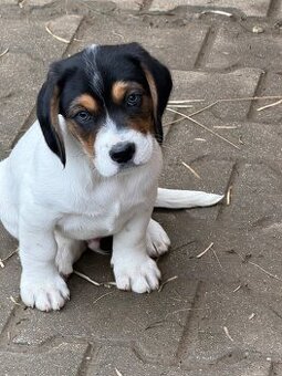 Darujem šteniatko psa.