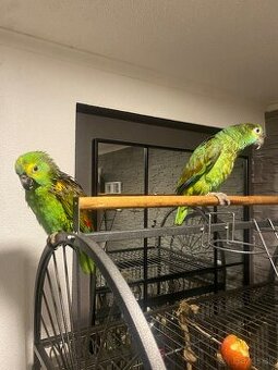 Amazoňan modročelý