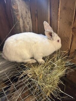 Vymením samca králika