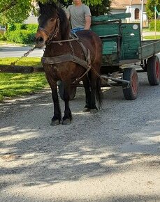 Predam jazdecku welsh pony kobylu