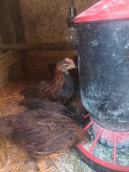 Kohút Vlaška jarabičia a Leghorn