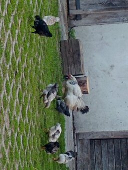Kvočka