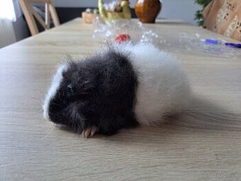 Darujem morča morská sviňa v papiermi