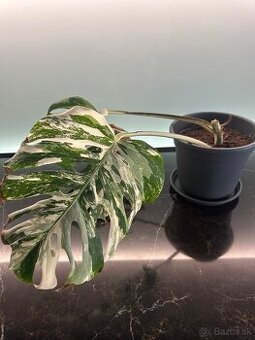 Monstera Albo