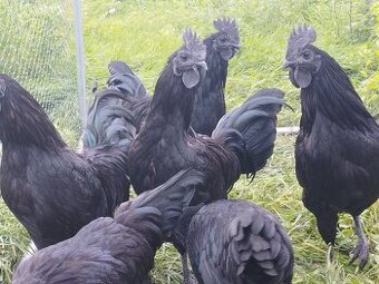 Ayam cemani kohúti