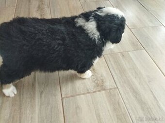 Šteniatko kríženca britského zákazníckeho pda