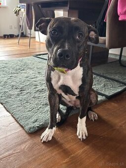 Predám za symbolicku cenu Americky Staford bez PP