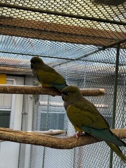 Papagáj patagónsky