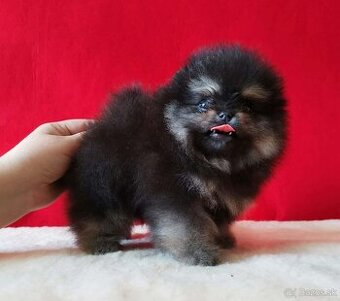 Pomeranian Mini