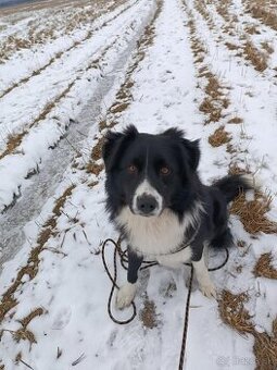 Psík, hľadá domov