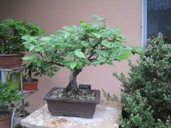 bonsai,bonsaj-hrab 11
