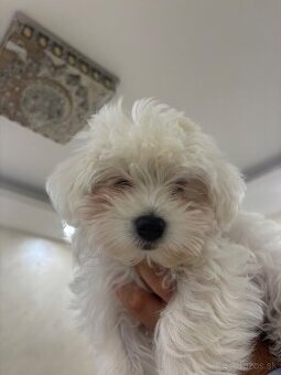 Maltyzak na predaj mini zrast