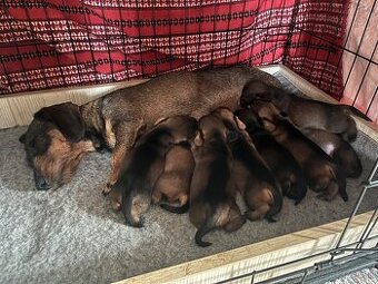 Jazvečík hrubosrstý