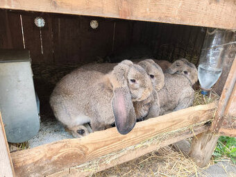 Predám francúzskych baranov