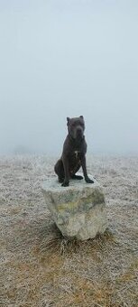 Bandog