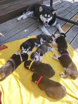 Sibirsky Husky