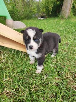 Sibirsky Husky